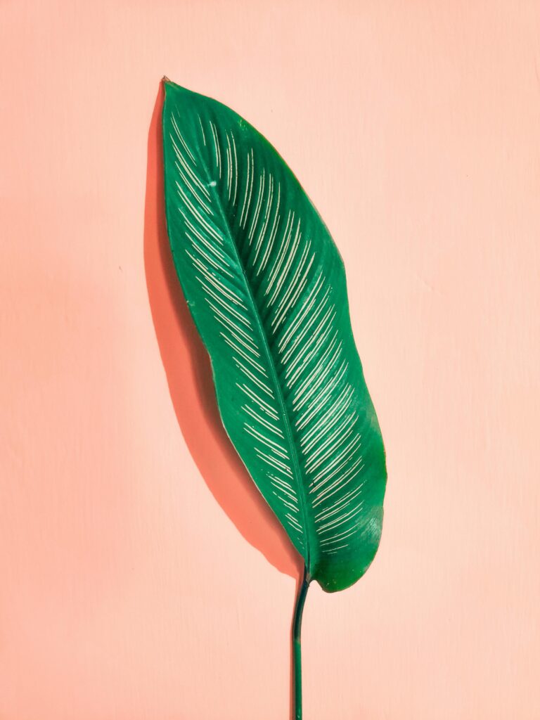 Green tropical leaf on warm terracotta background